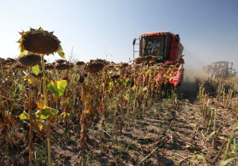 Tohtoročné sucho významne ovplyvnilo úrodu slnečnice a najmä kukurice