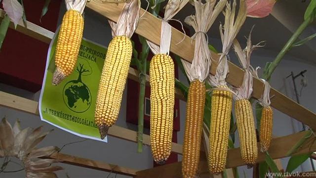 Kukorica fesztivál Torontálvásárhelyen
